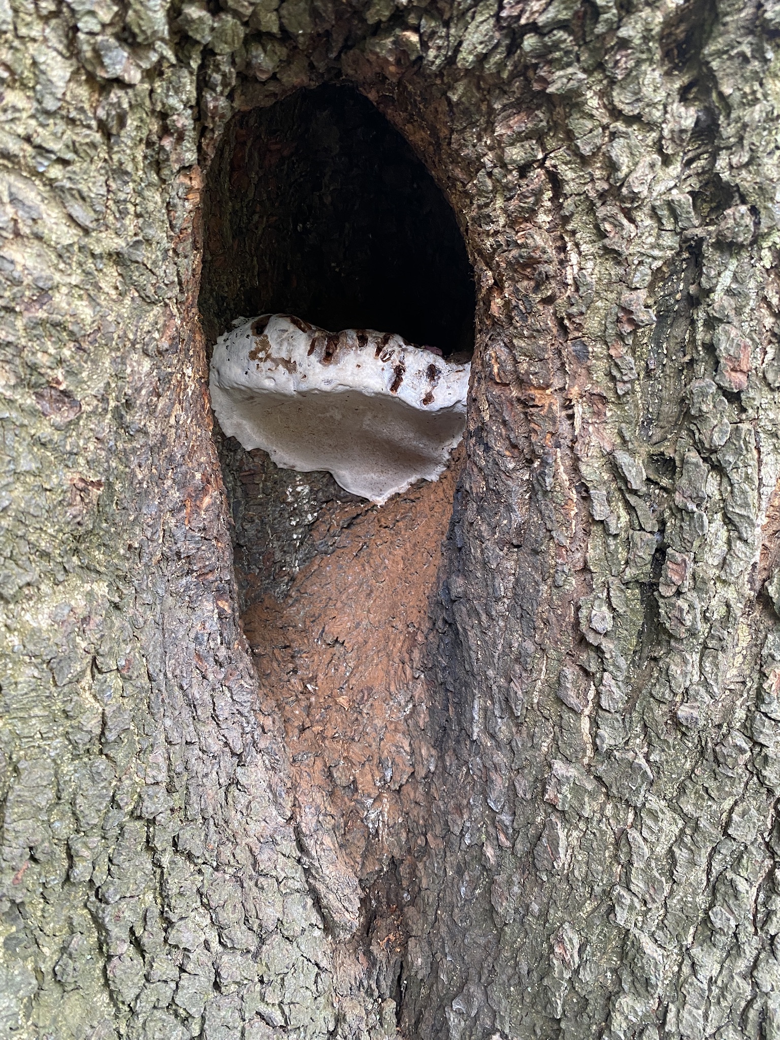 How to Tell If Your Tree Is Dangerous