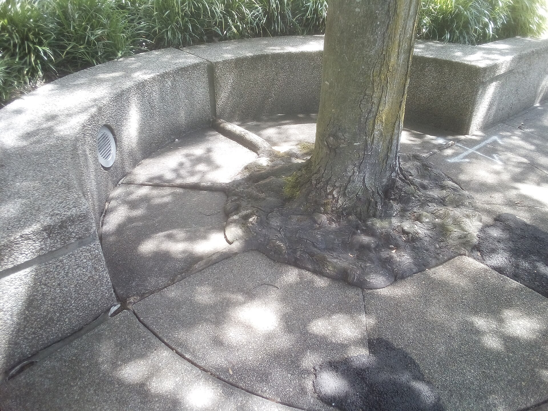 Soil Compaction and Urban Tree Decline