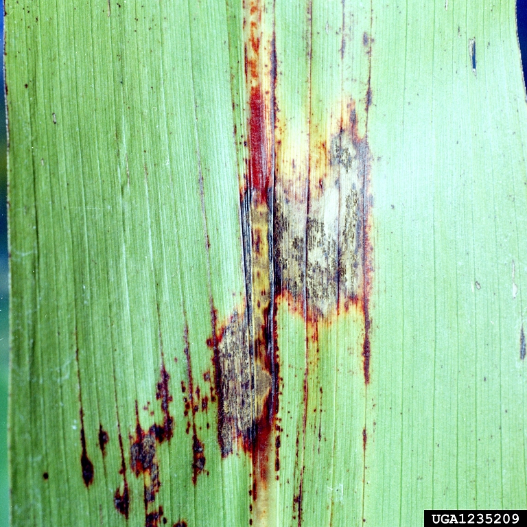 Anthracnose