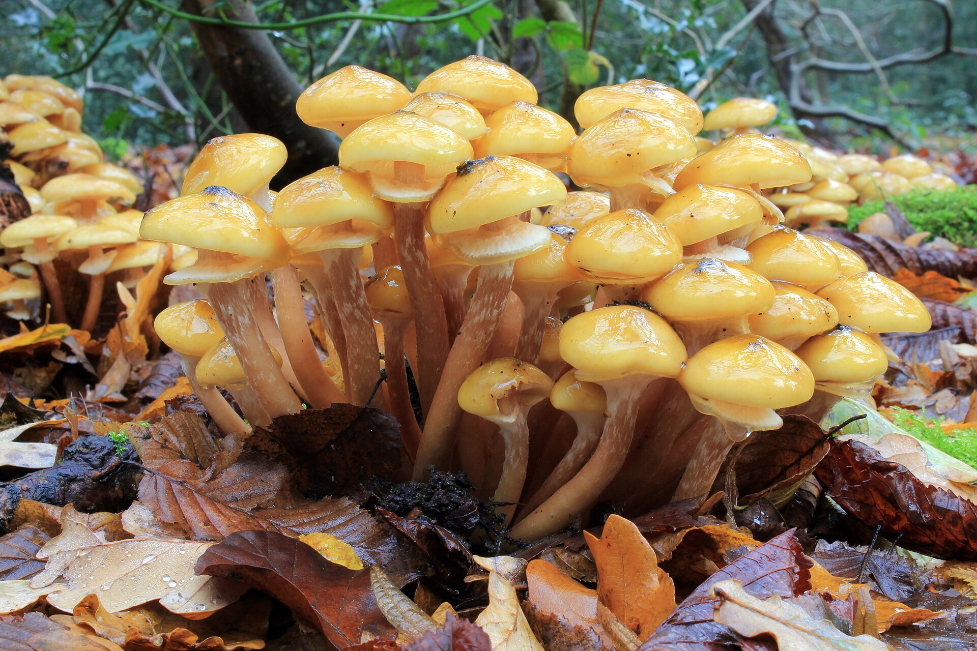 Armillaria Root Rot