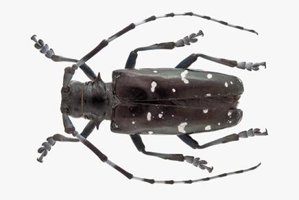 Asian Longhorned Beetle