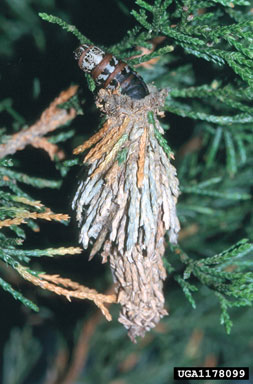 Bagworms