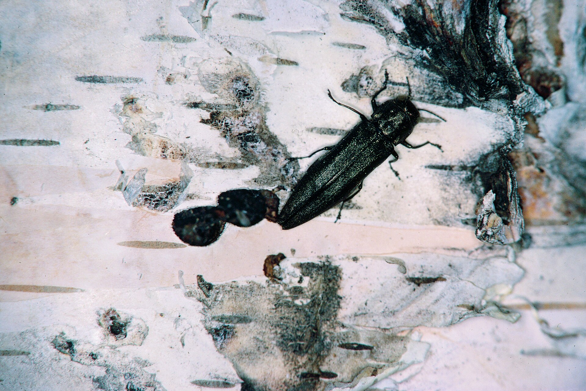 Bronze Birch Borer