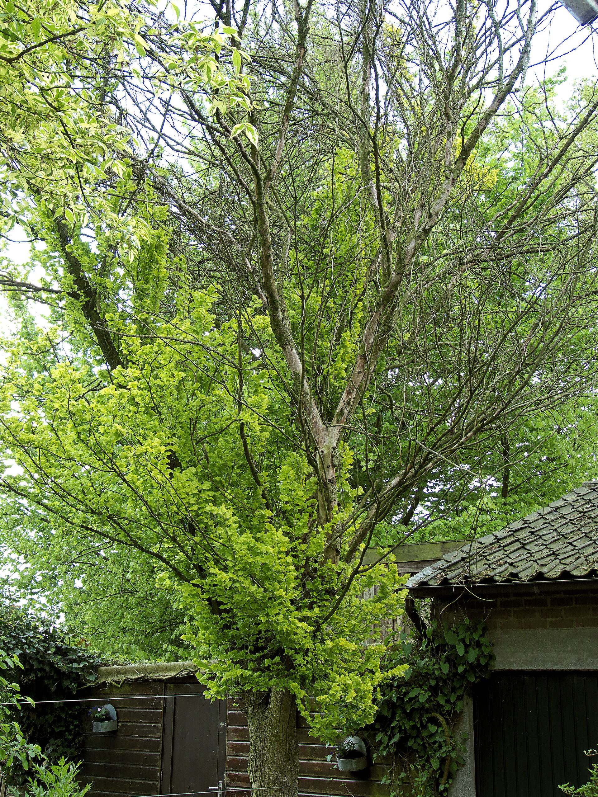 Dutch Elm Disease