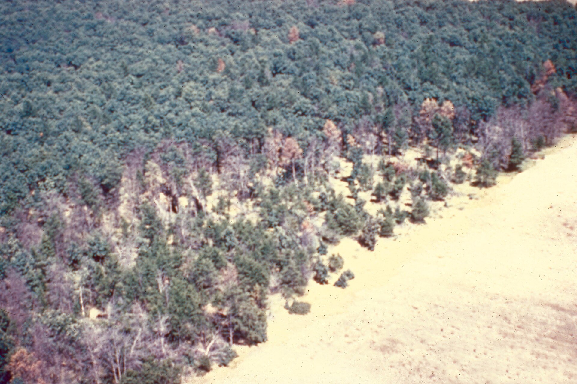 Oak Wilt