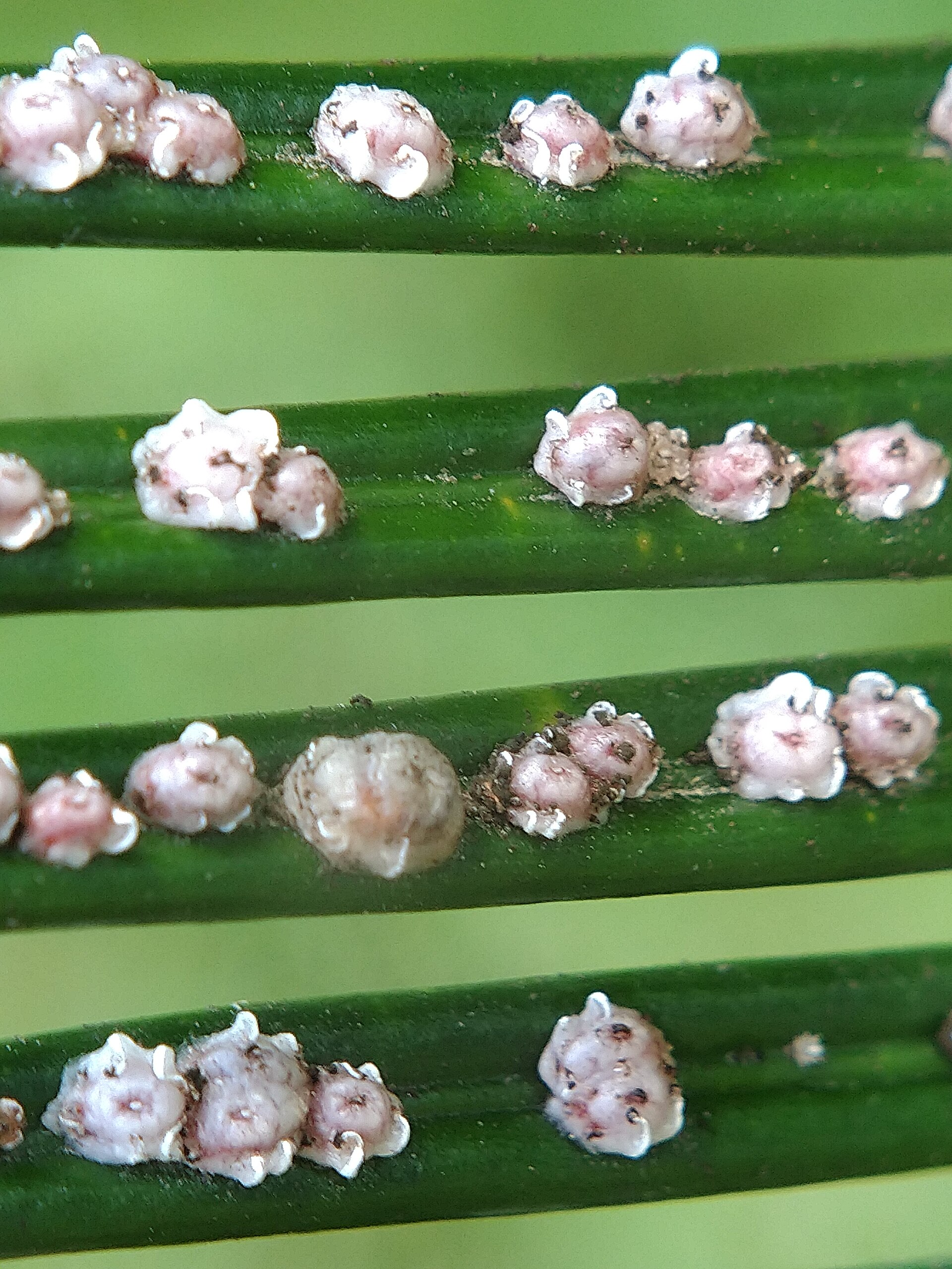 Scale Insects