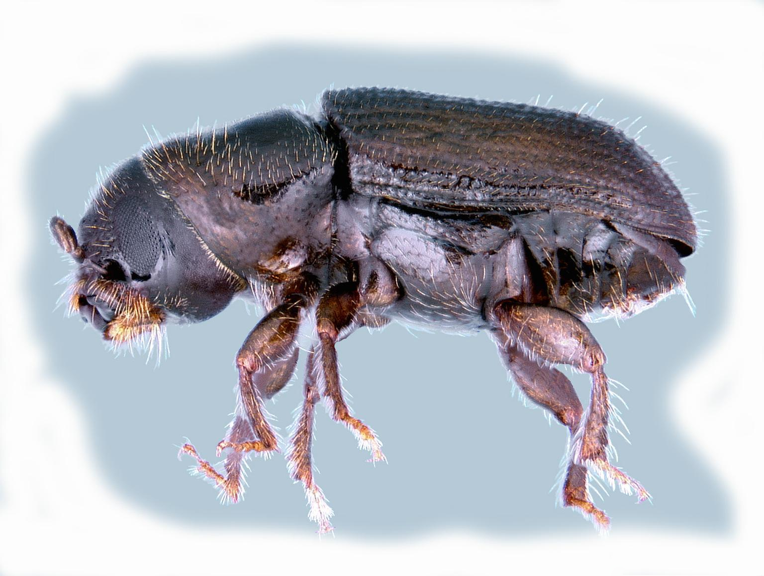 Southern Pine Beetle (Pine Bark Beetle)