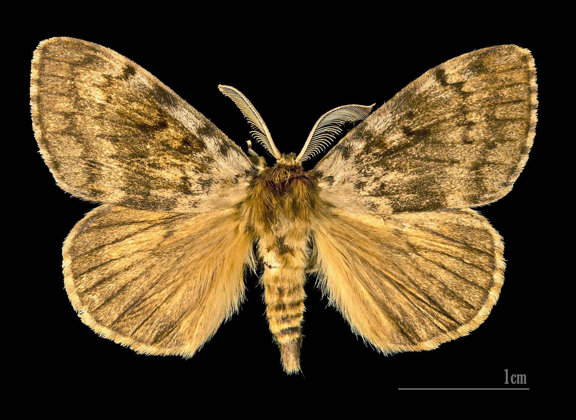 Spongy Moth (formerly Gypsy Moth)