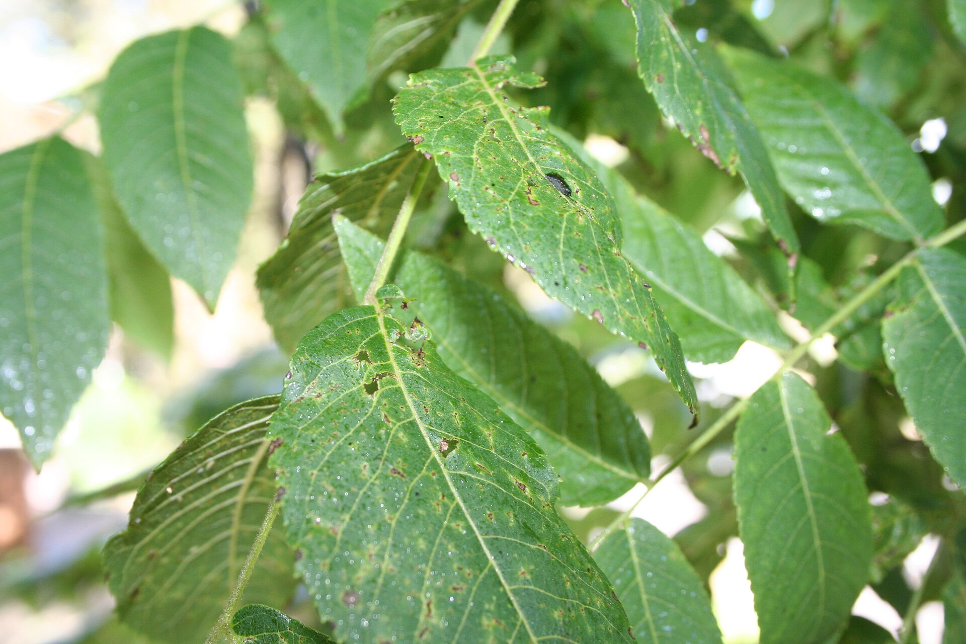 Thousand Cankers Disease