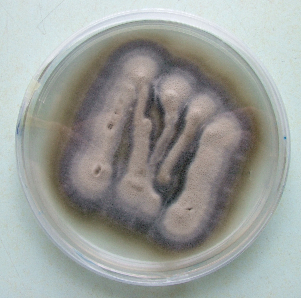 Verticillium Wilt