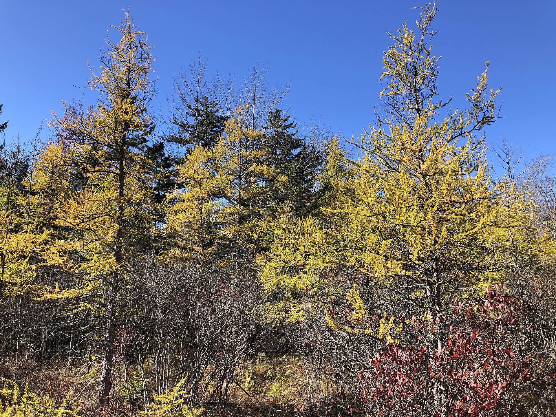 Alaskan Larch