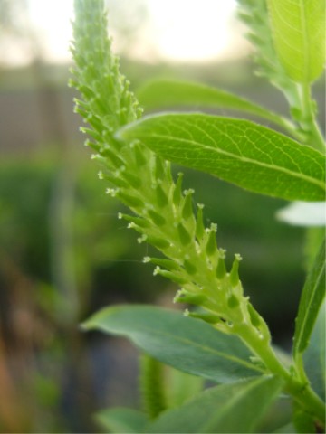 Almond Willow