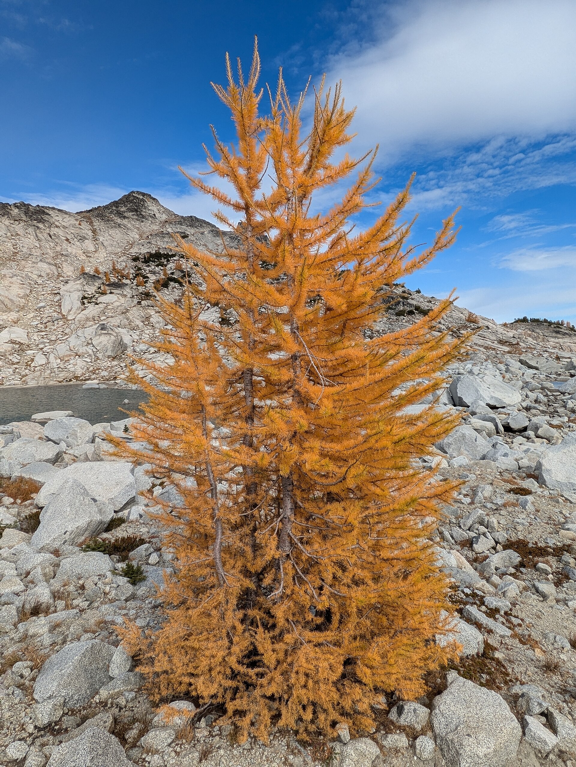 Alpine Larch