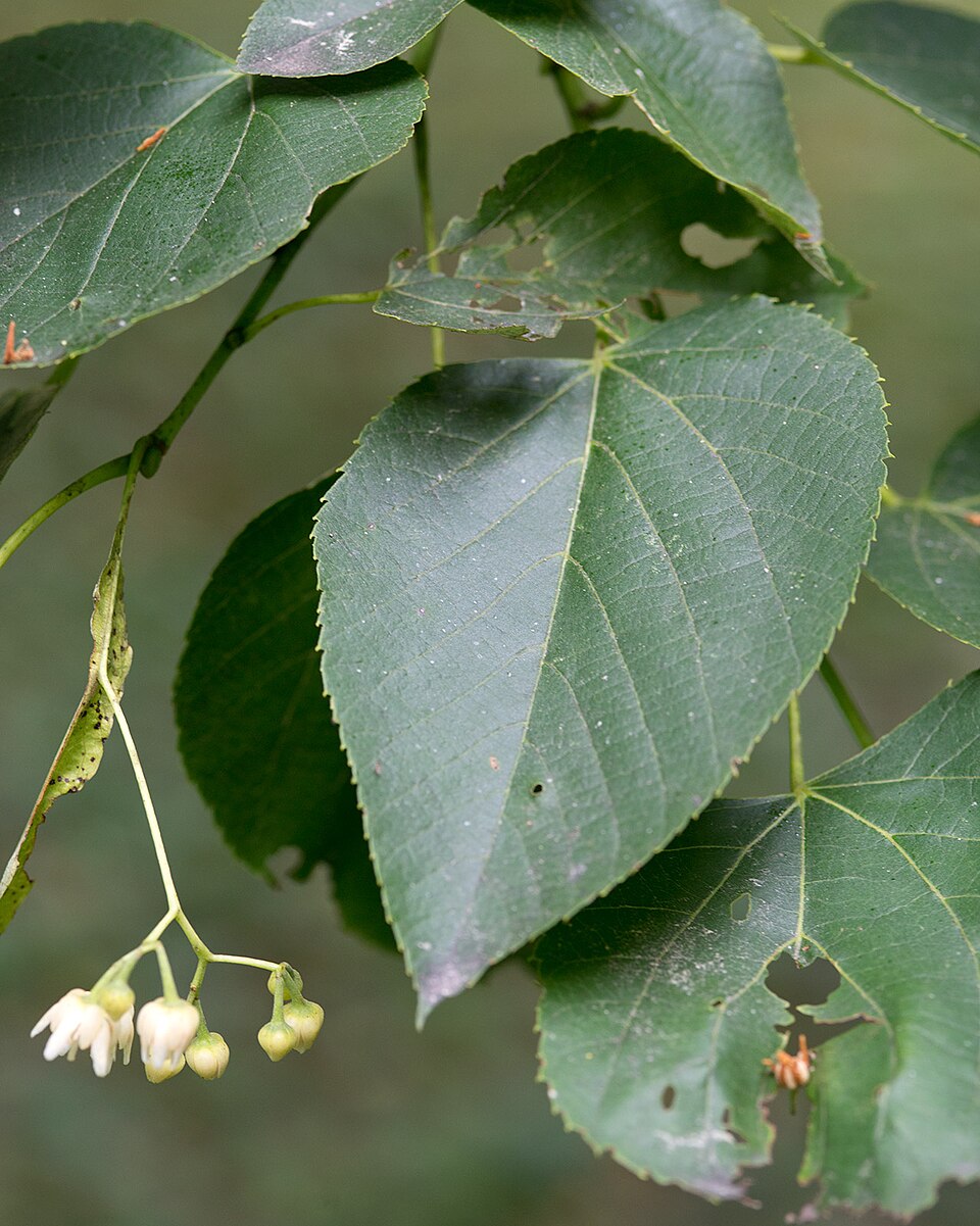 American Linden (Basswood)