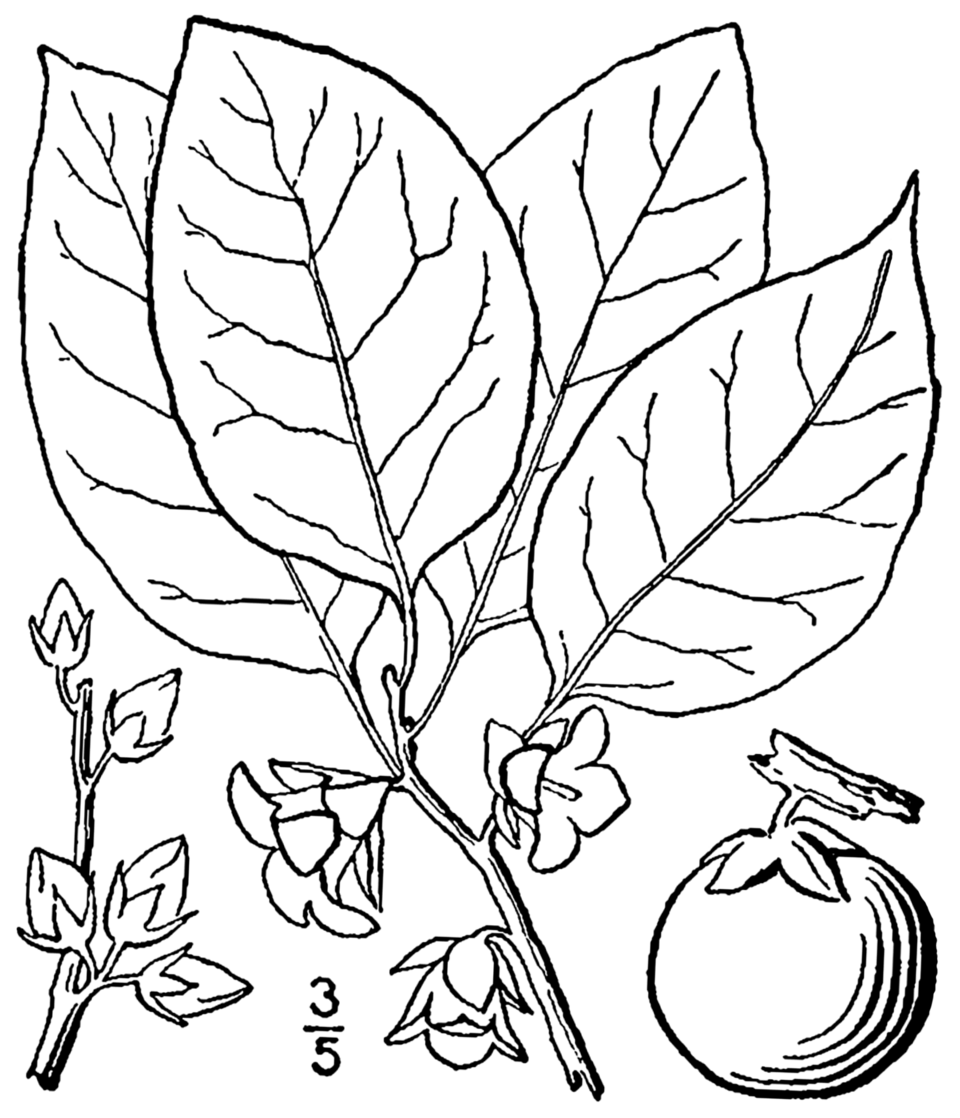 American Persimmon