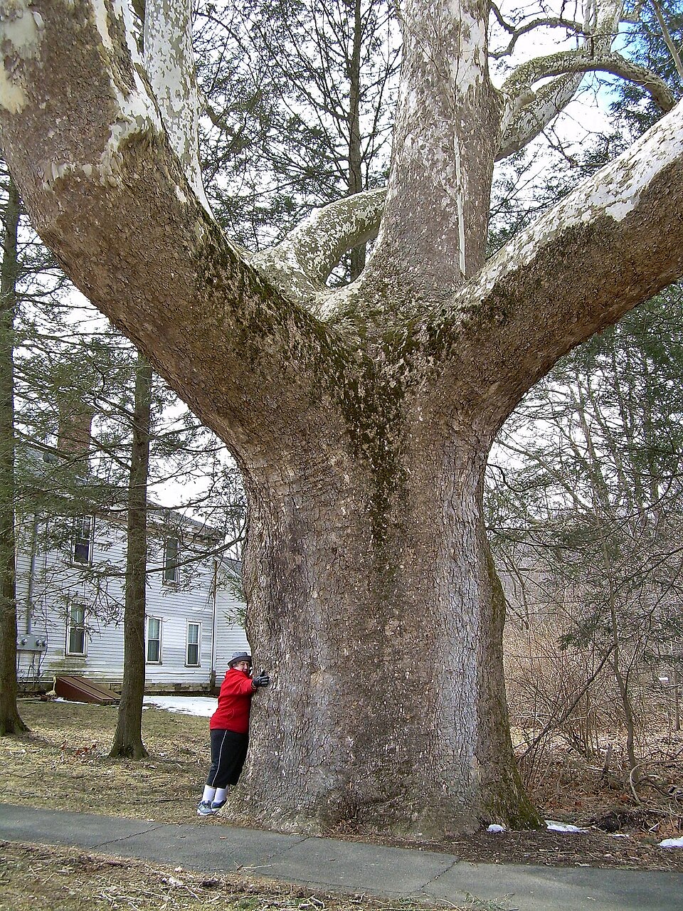 American Sycamore