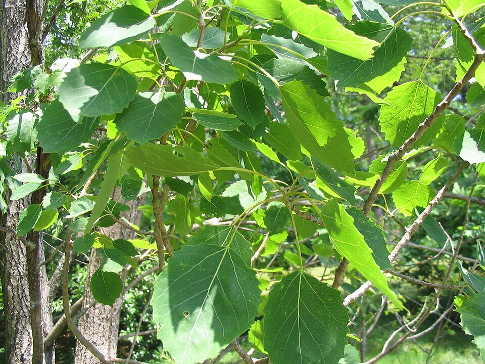 Bigtooth Aspen