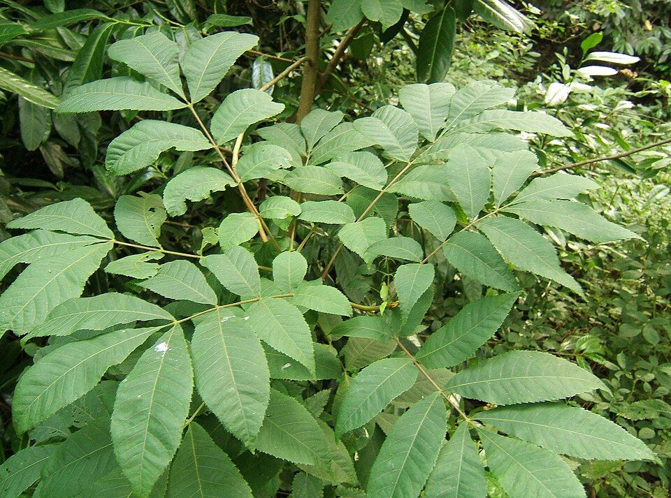 Bitternut Hickory