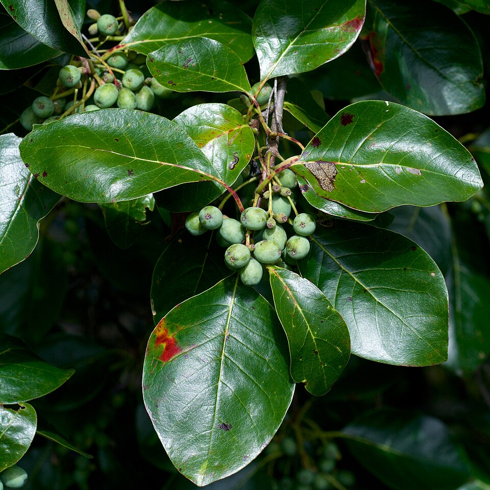 Black Tupelo (Blackgum)