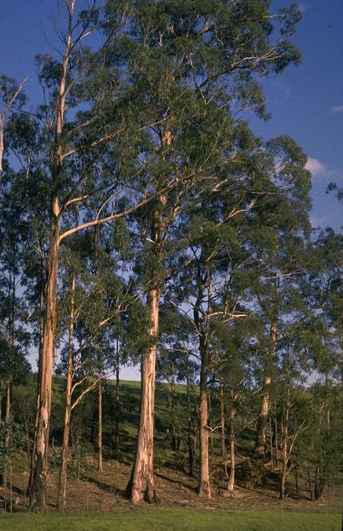 Blue Gum Eucalyptus