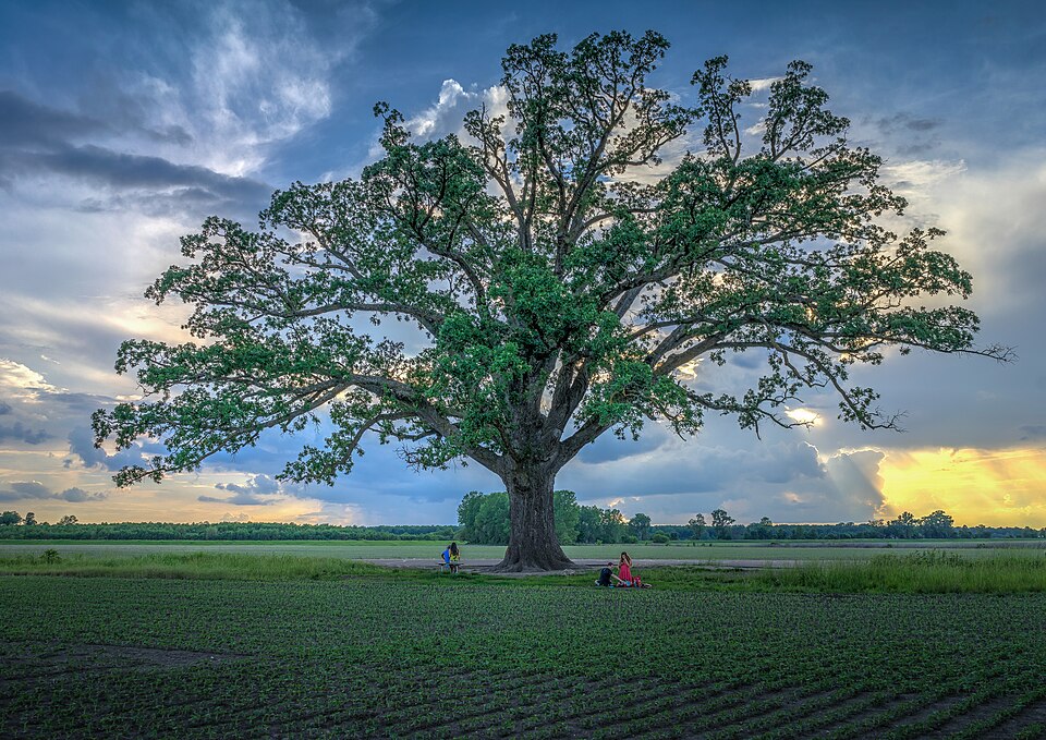 Bur Oak