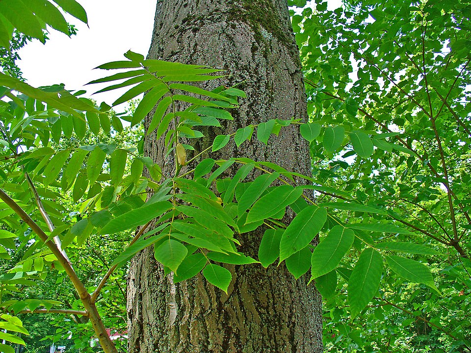 Butternut (White Walnut)