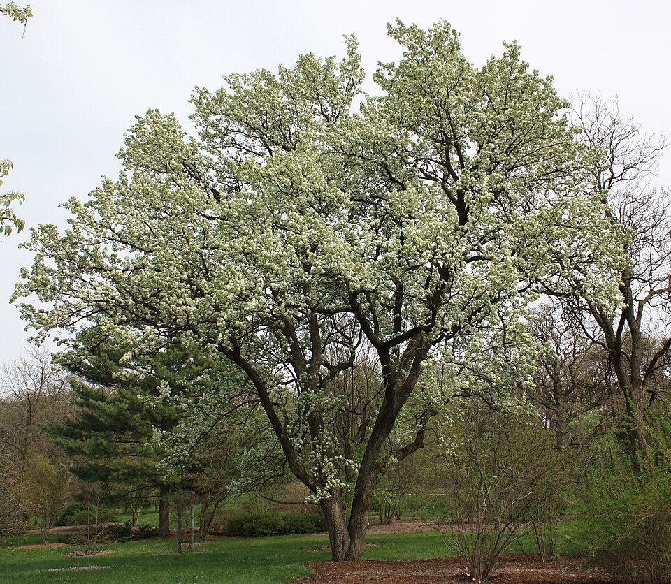 Callery (Bradford) Pear
