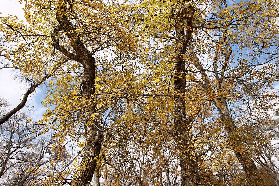 Cedar Elm