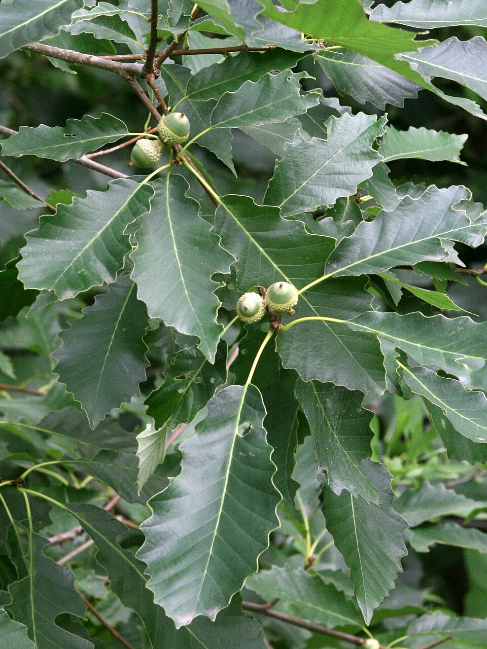 Chinkapin Oak