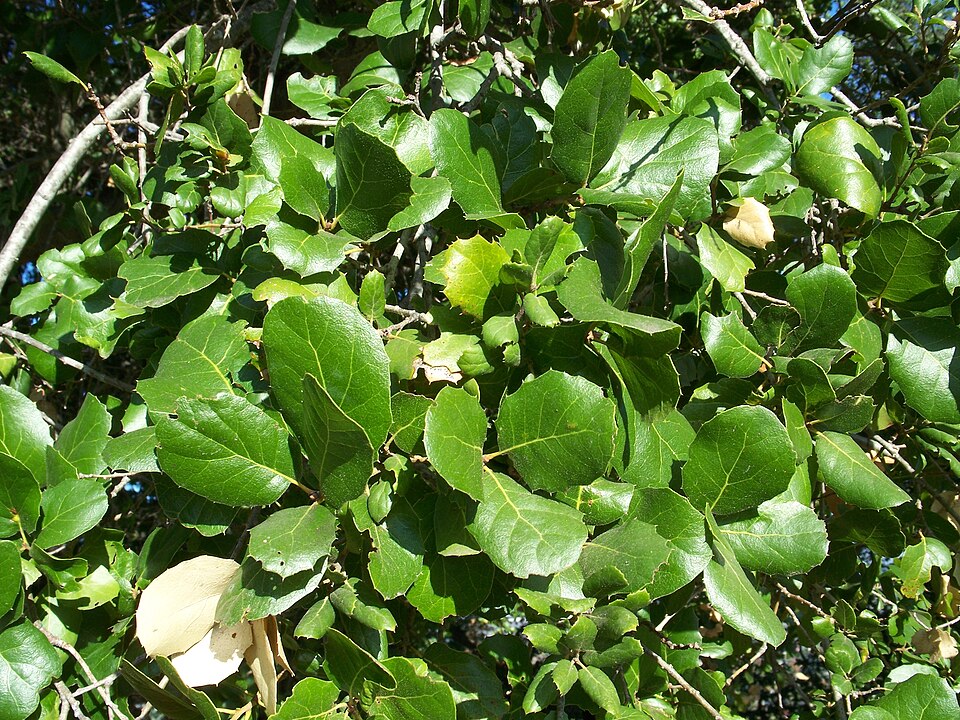 Coast Live Oak