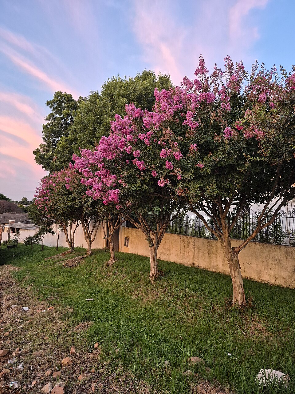 Crapemyrtle