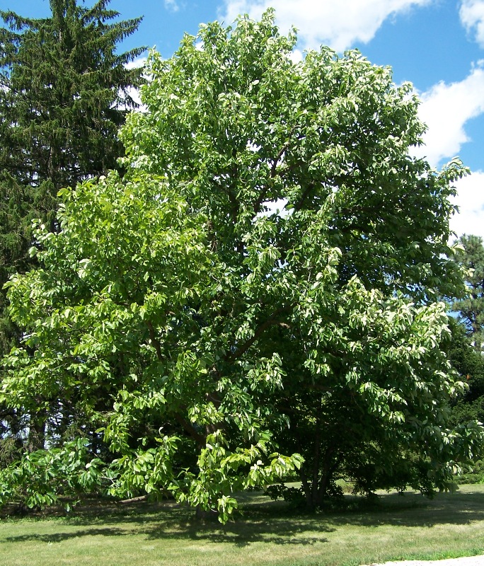 Cucumbertree Magnolia