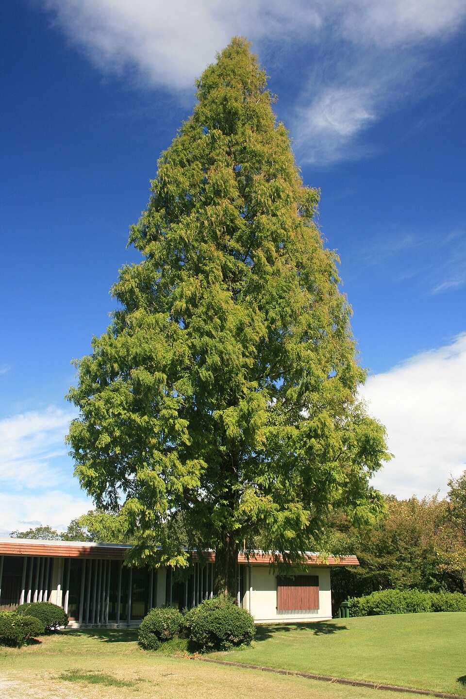 Dawn Redwood