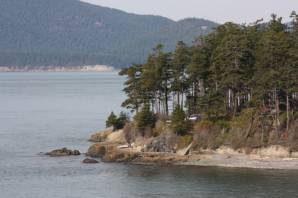 Douglas-fir