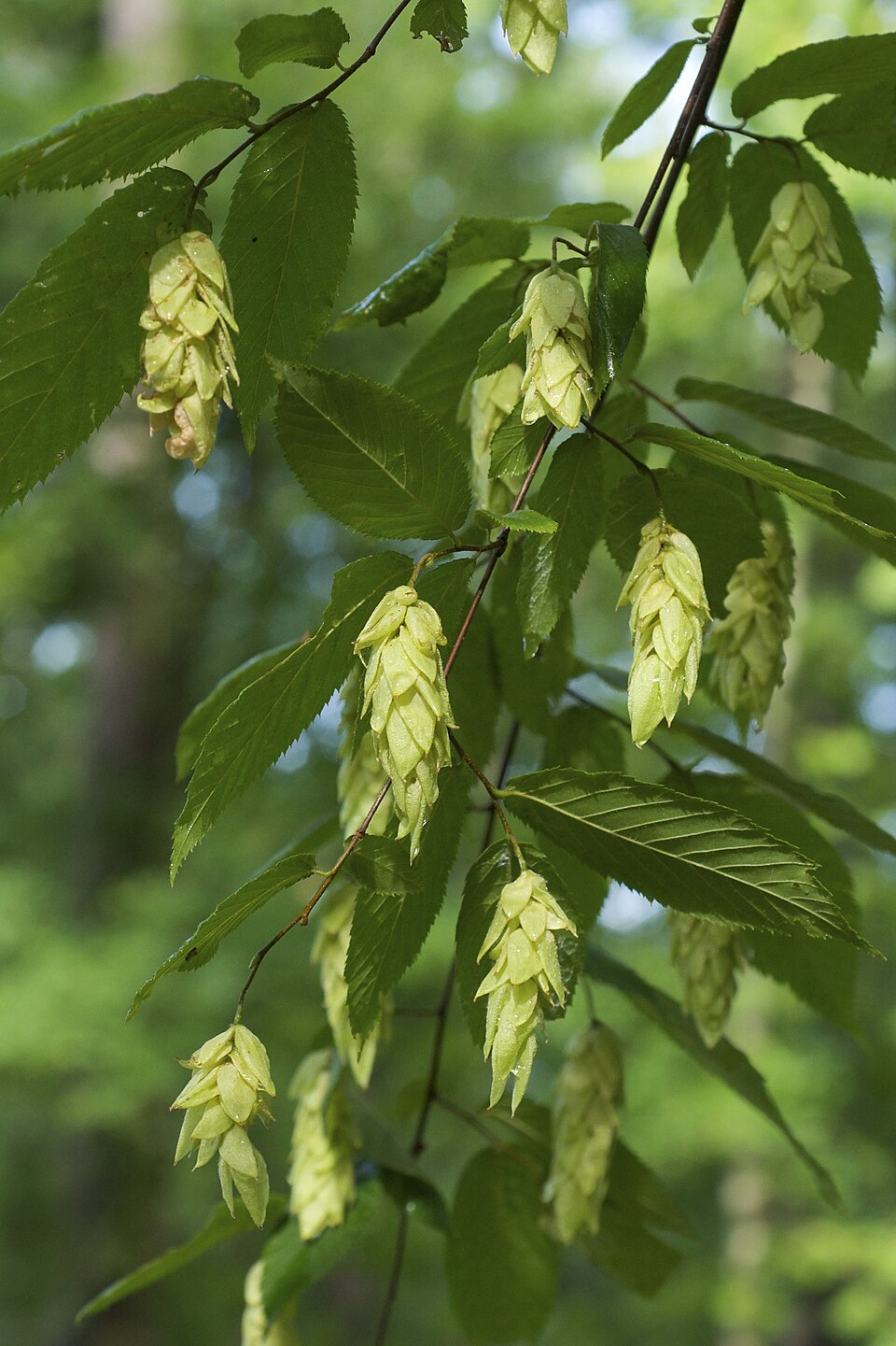 Eastern Hophornbeam