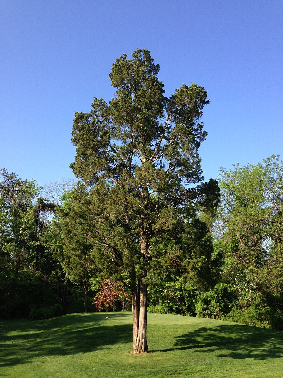 Eastern Redcedar
