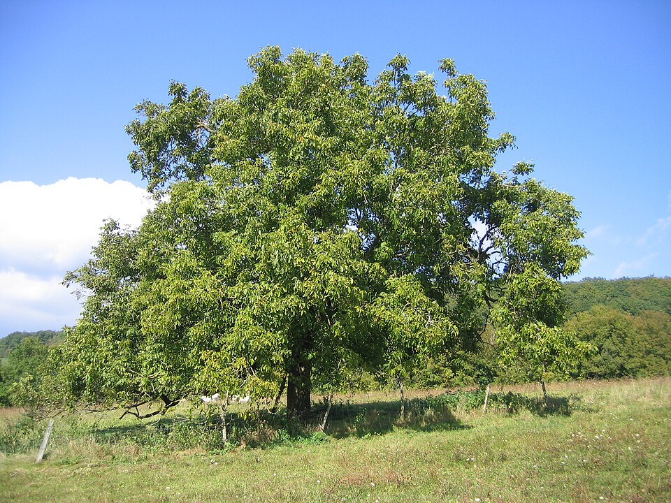 English Walnut (Persian Walnut)
