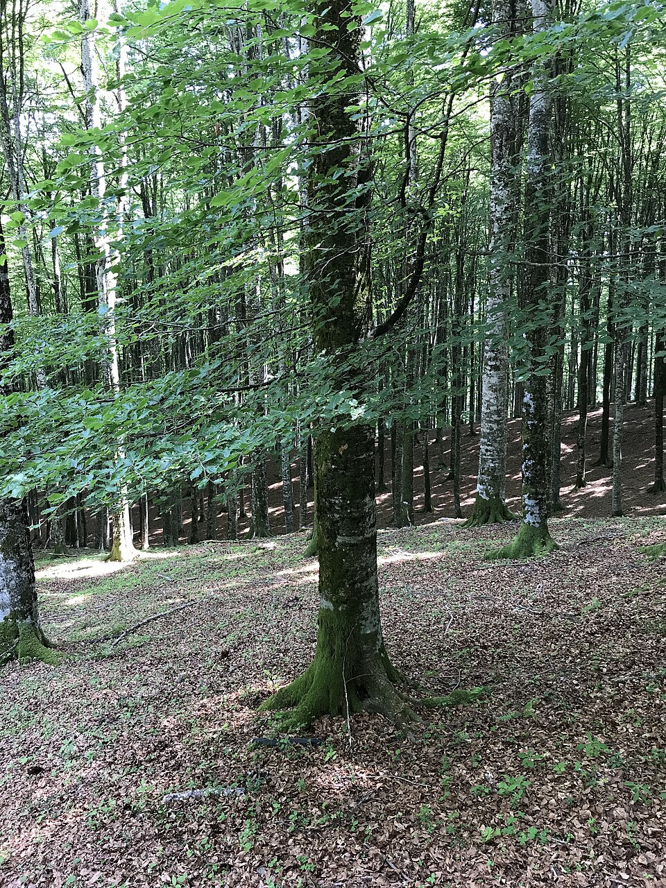 European Beech