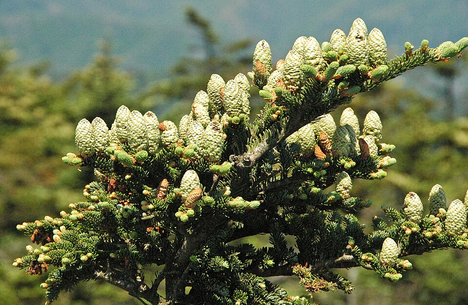 Fraser Fir