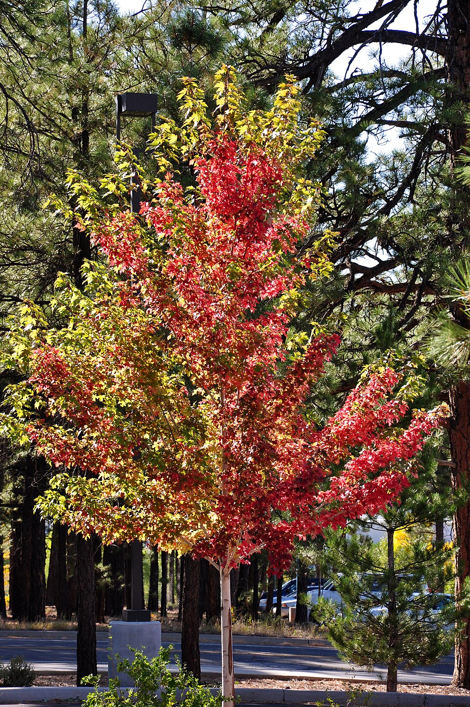 Freeman Maple