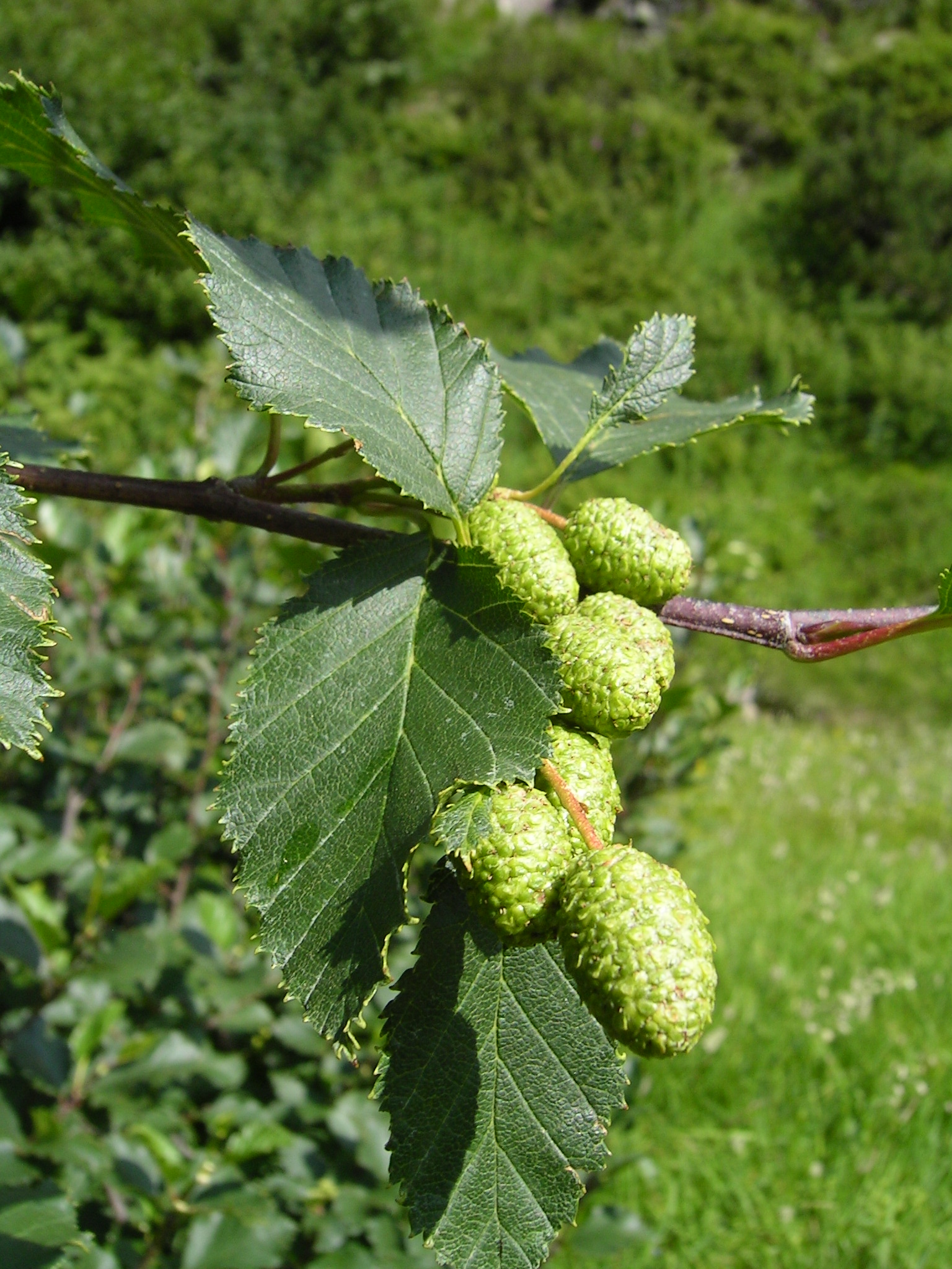 Green Alder