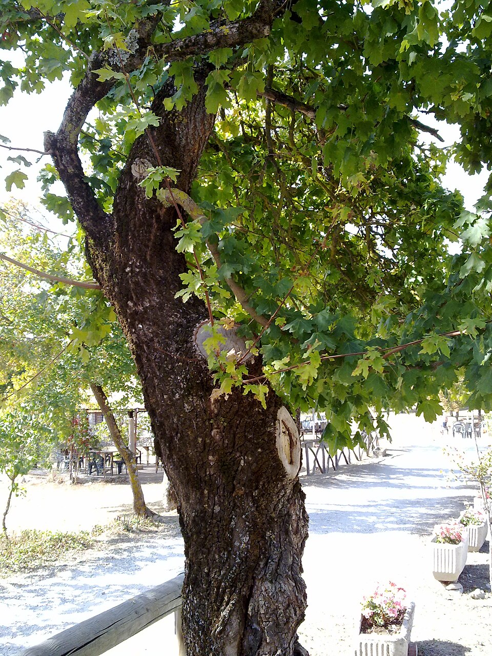 Hedge Maple