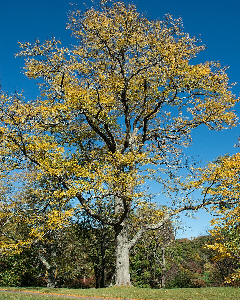 Honeylocust