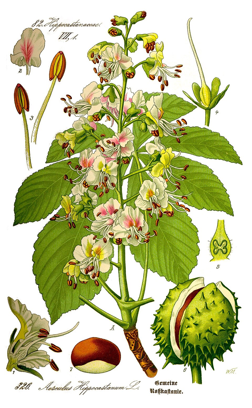 Horsechestnut