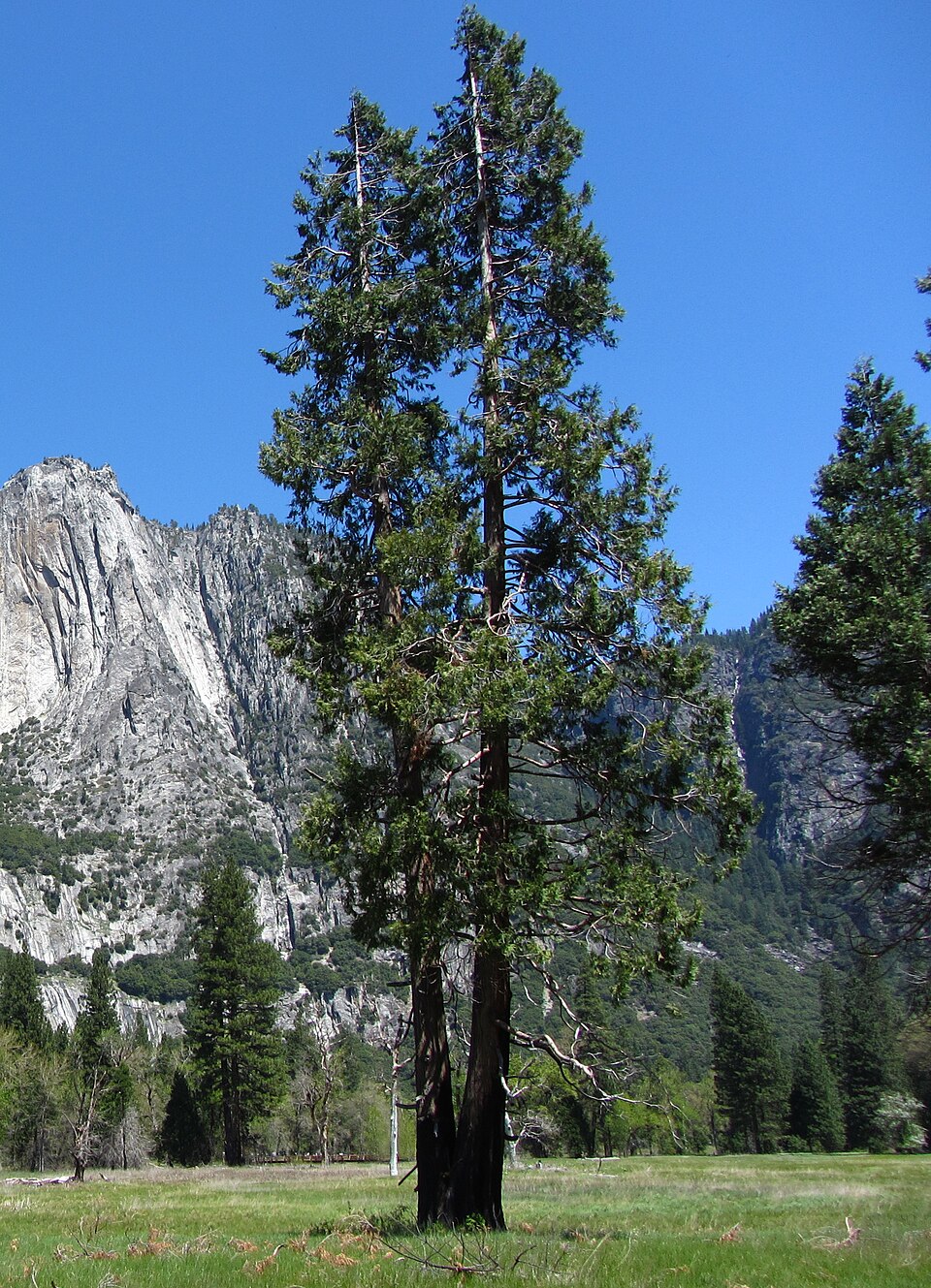 Incense Cedar
