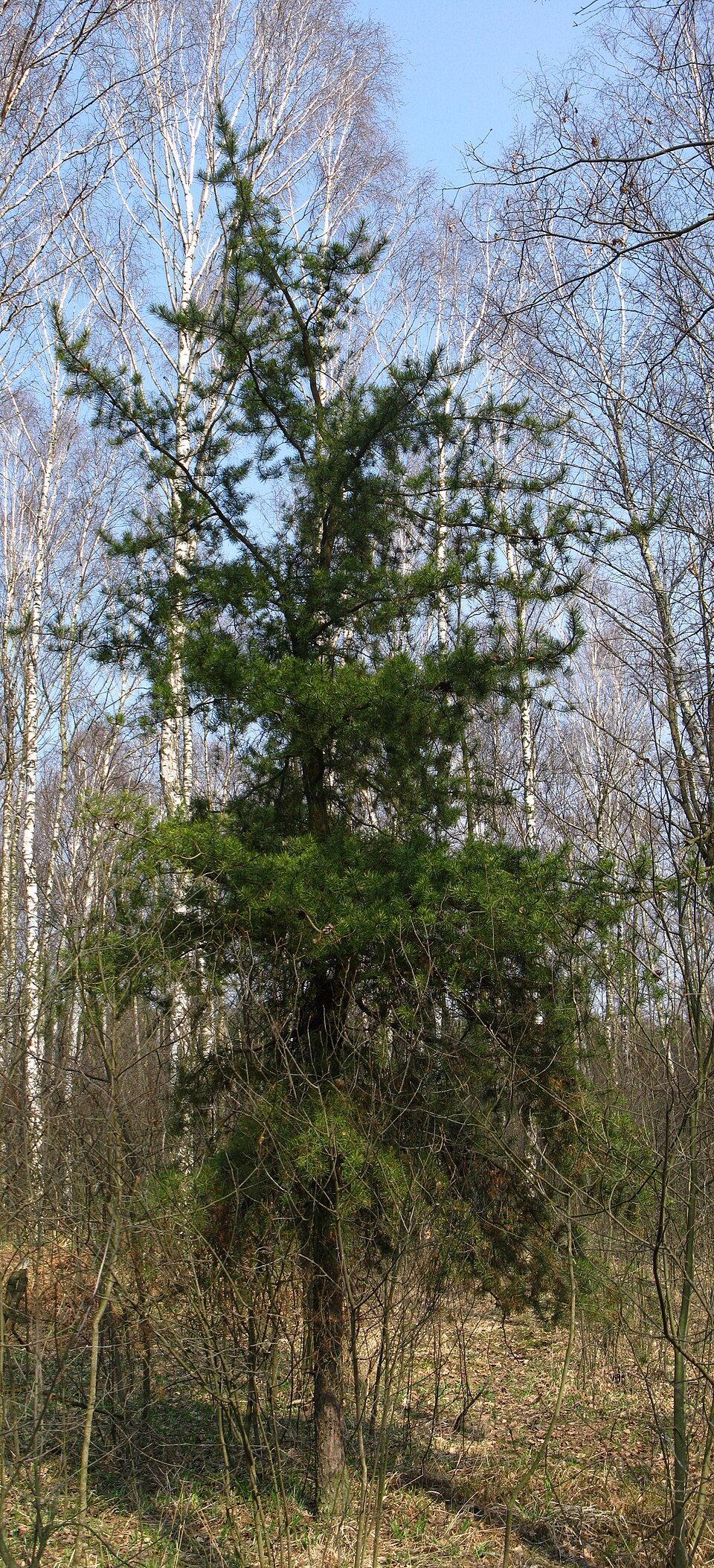 Jack Pine