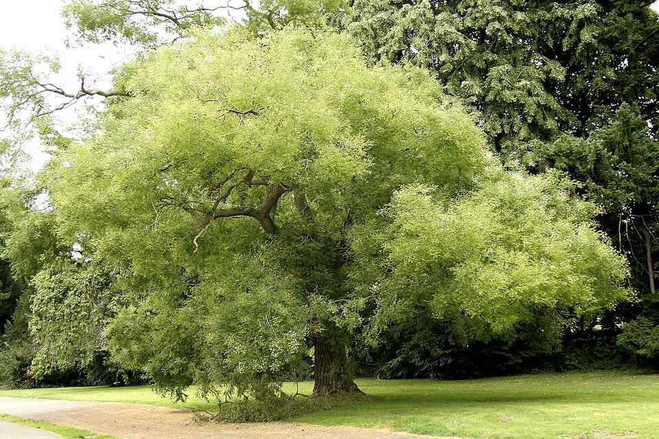 Japanese Pagoda Tree (Scholar Tree)
