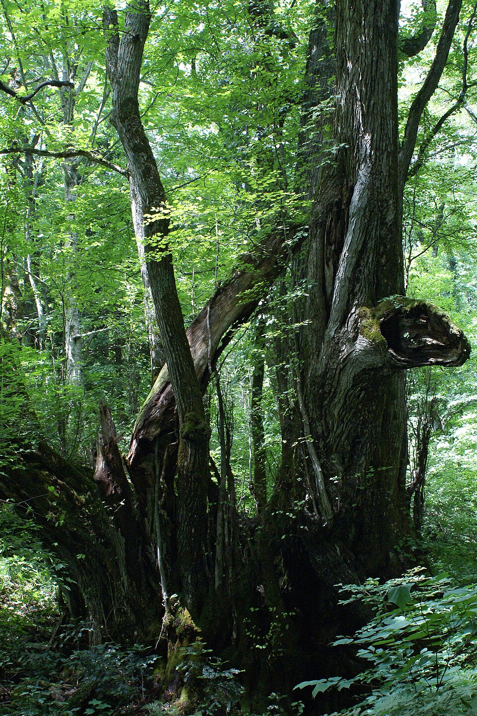 Katsura Tree