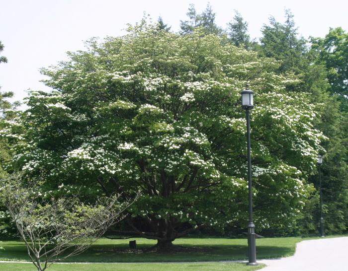 Kousa Dogwood