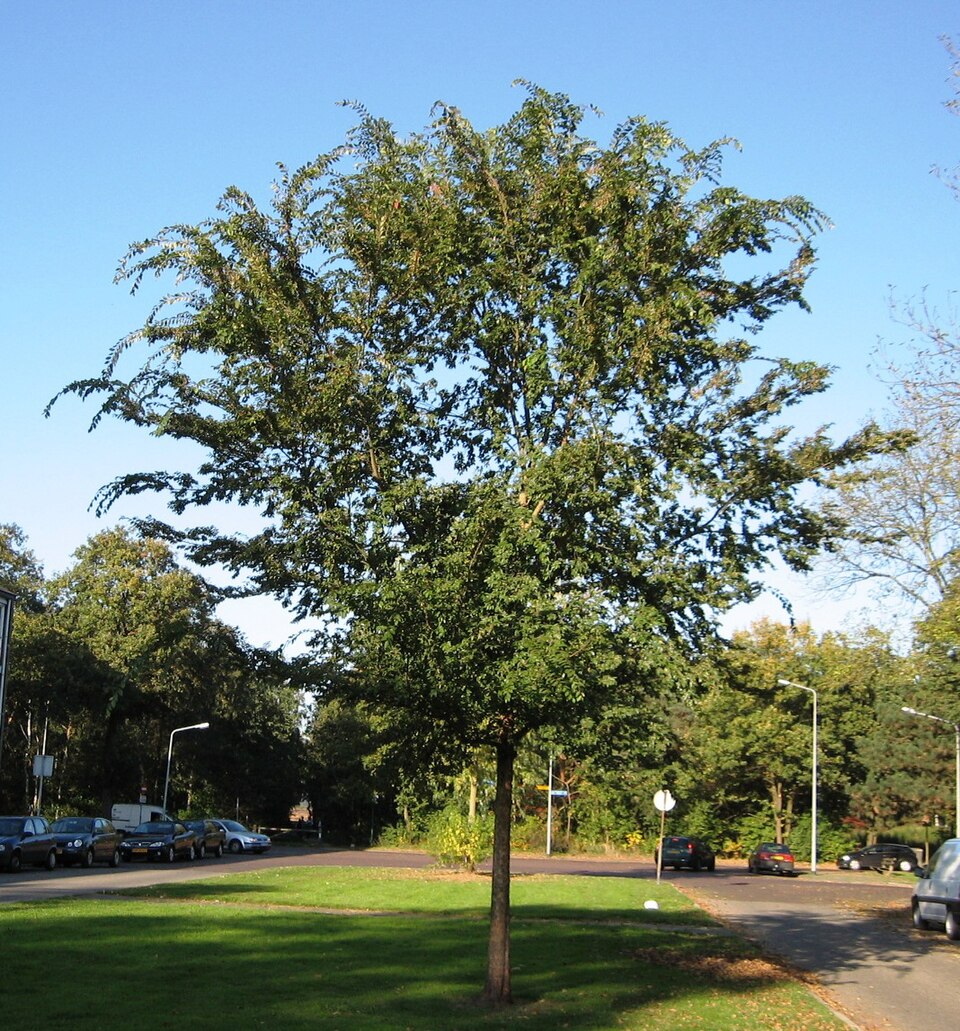 Lacebark Elm